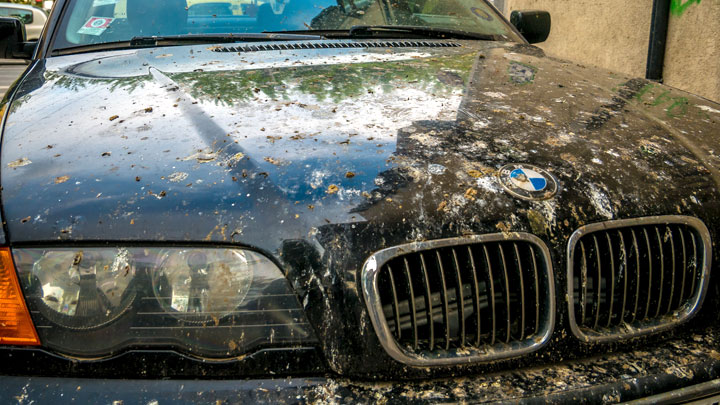 how to remove bird poop from car