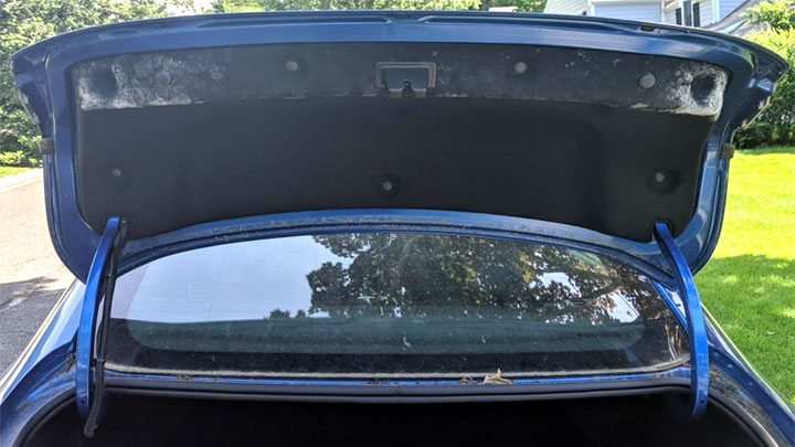 mold in trunk